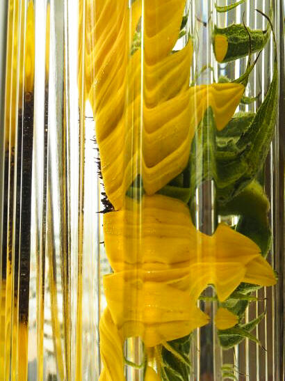 Sunflower 363 Sunflower 363